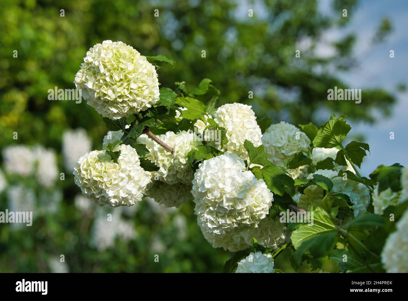 Beautiful white balls of blooming Viburnum opulus (Roseum) flowers growing in the garden Stock Photo