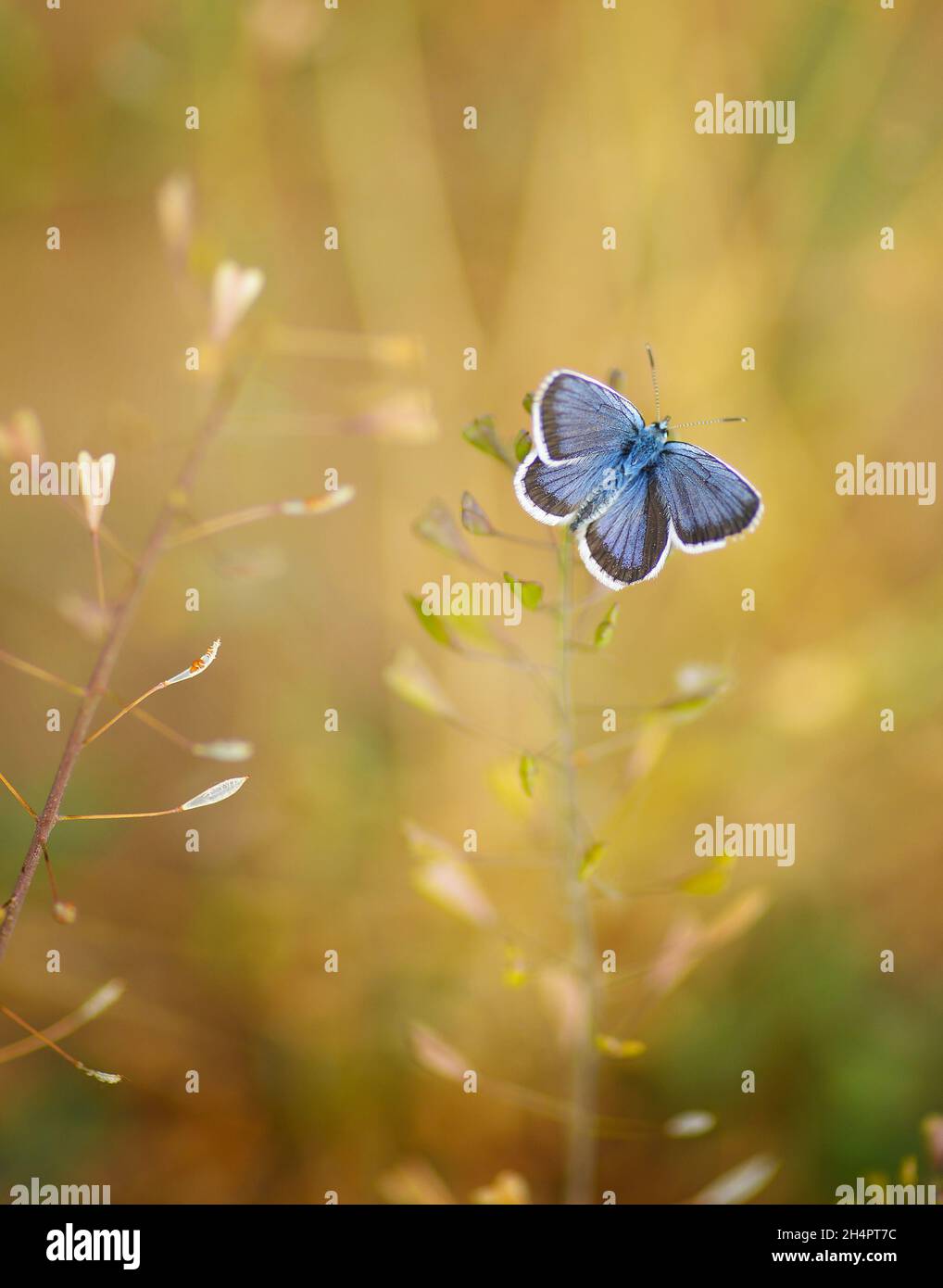 butterfly, bug, summer, spring, floral, flowers, natural, field, meadow, insect, green, outside, outdoor, landscape, grass, green, blue, romania Stock Photo