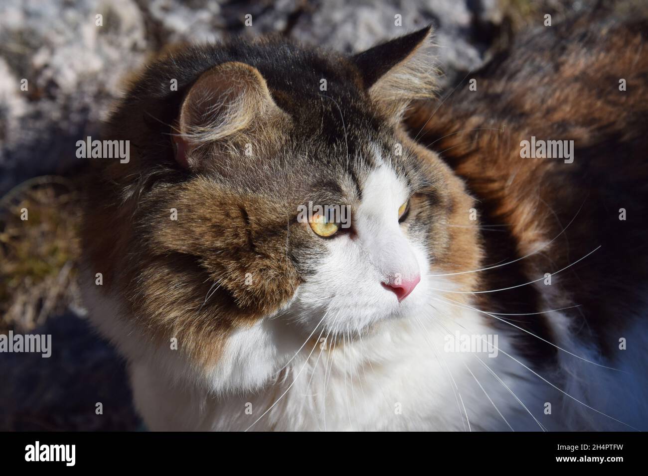 A beautiful Kurilian Bobtail cat walks through the forest. Pet, close-up portrait. Fluffy cat bicolor with stripes. Stock Photo