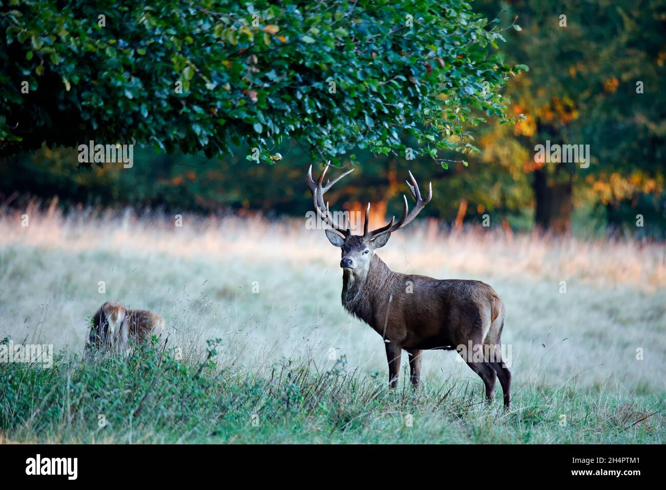 Red deer stag at the start of the annual rut Stock Photo