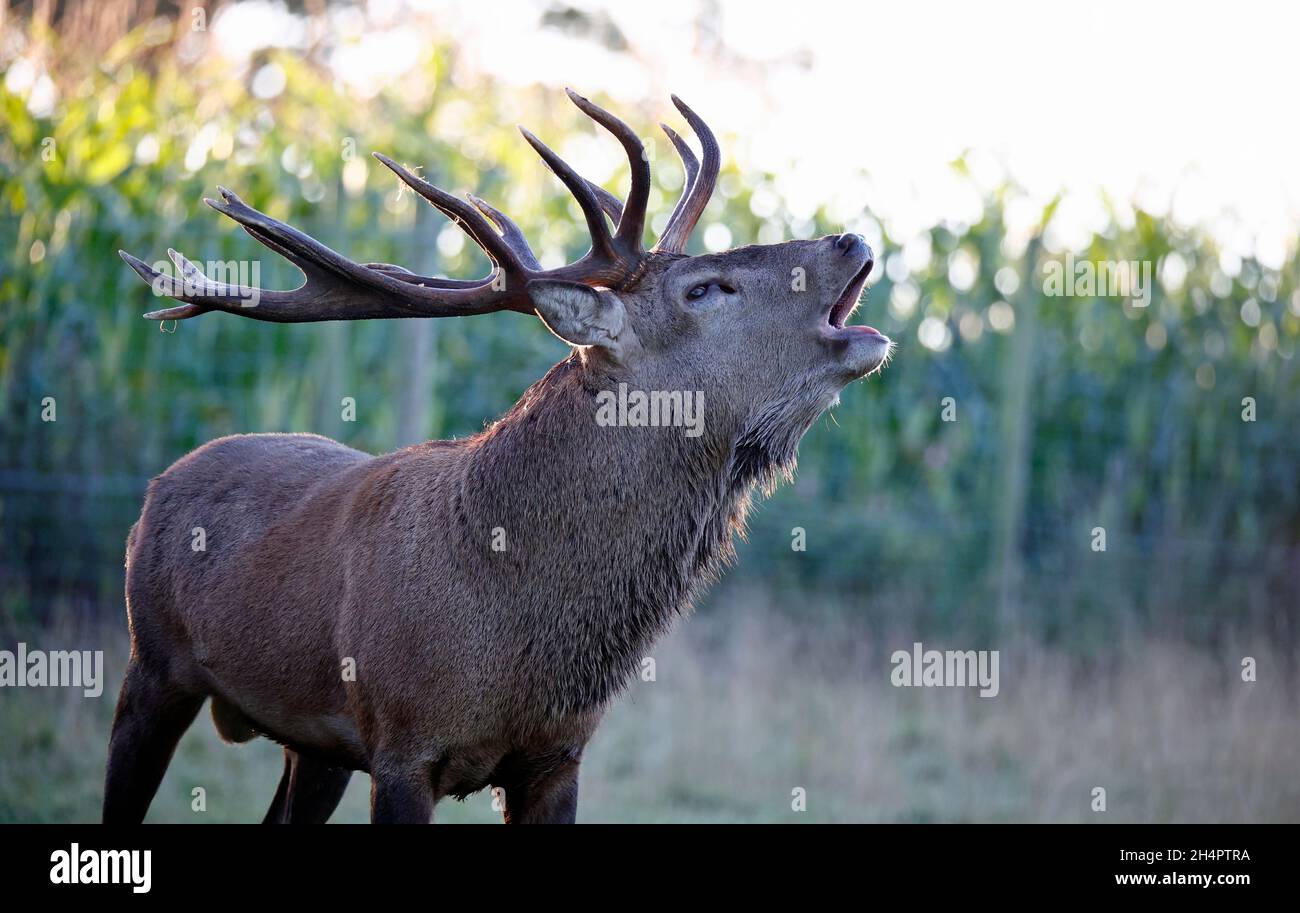 Red deer stag at the start of the annual rut Stock Photo