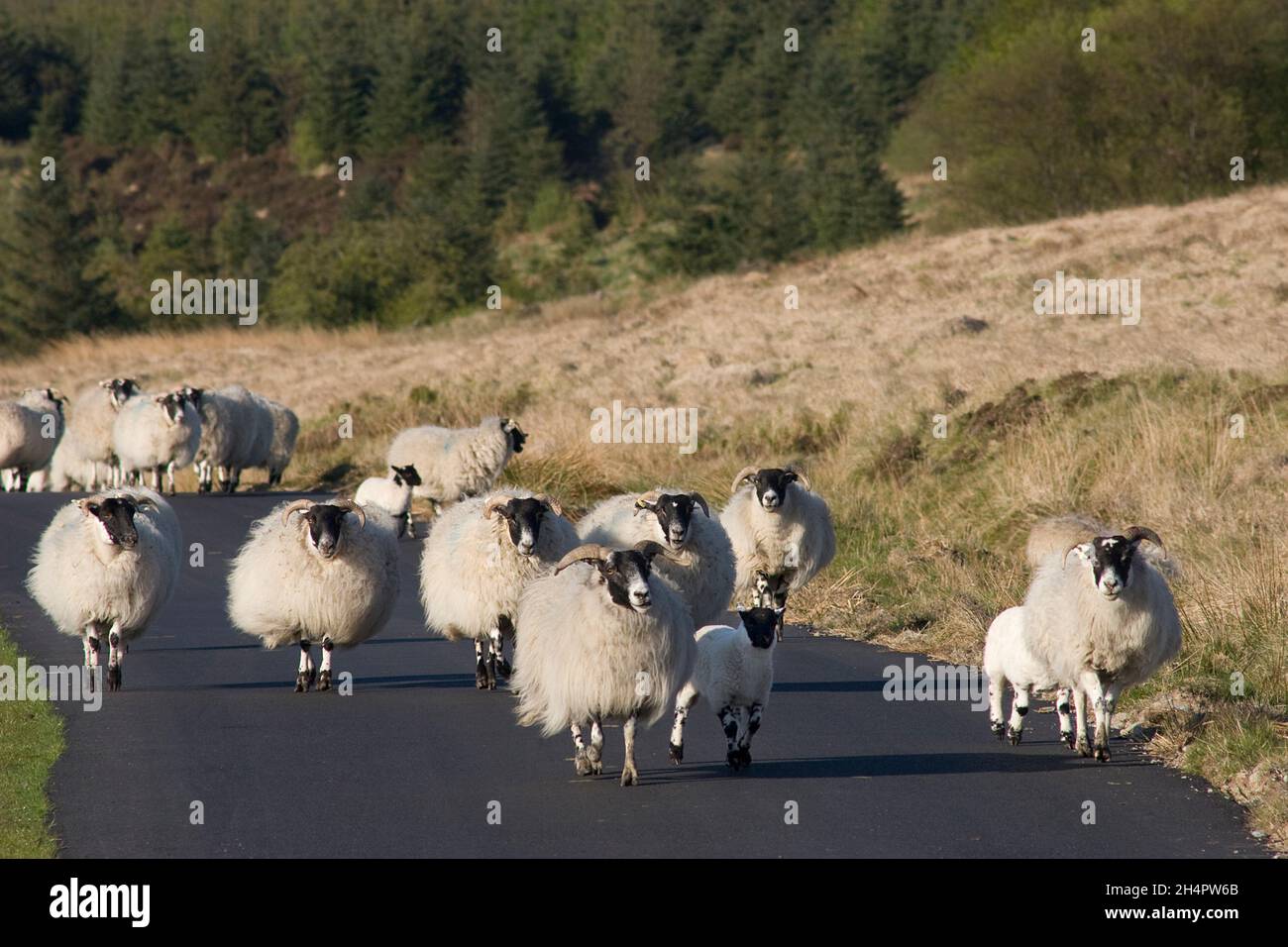 flock of sheep walking down road on Fell of Langhead, Dumfries & Galloway, Scotland Stock Photo