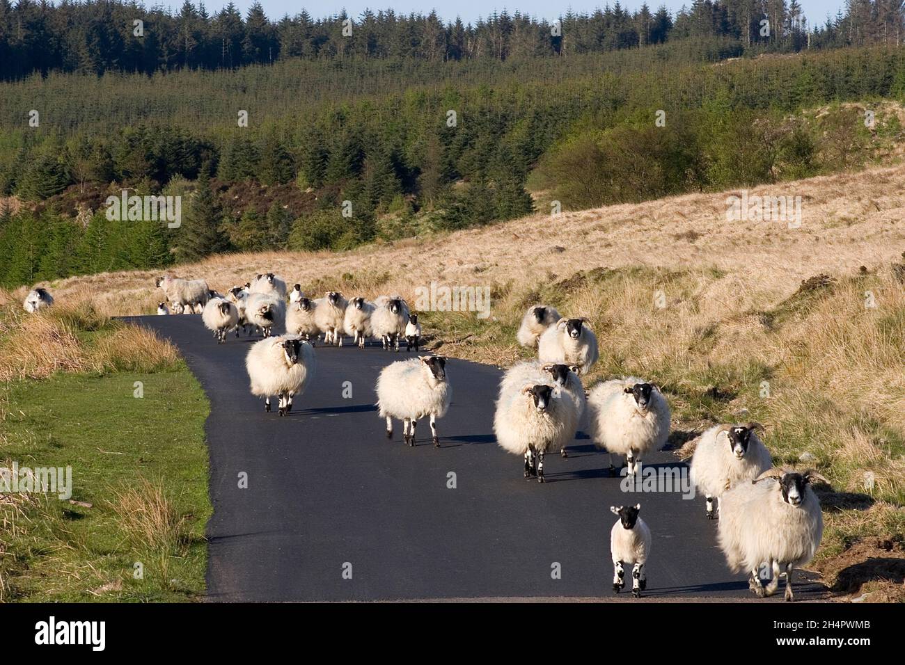 black faced sheep and lambs on road, Fell of Langhead nr Gatehouse of Fleet, Dumfries & Galloway, Scotland Stock Photo