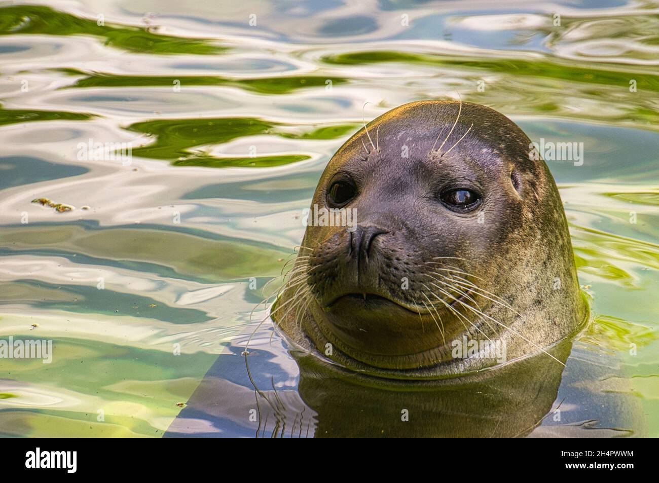 Close-up view of the head of a sea seal at the Berlin zoo. Cute mammals that are wonderful to watch Stock Photo