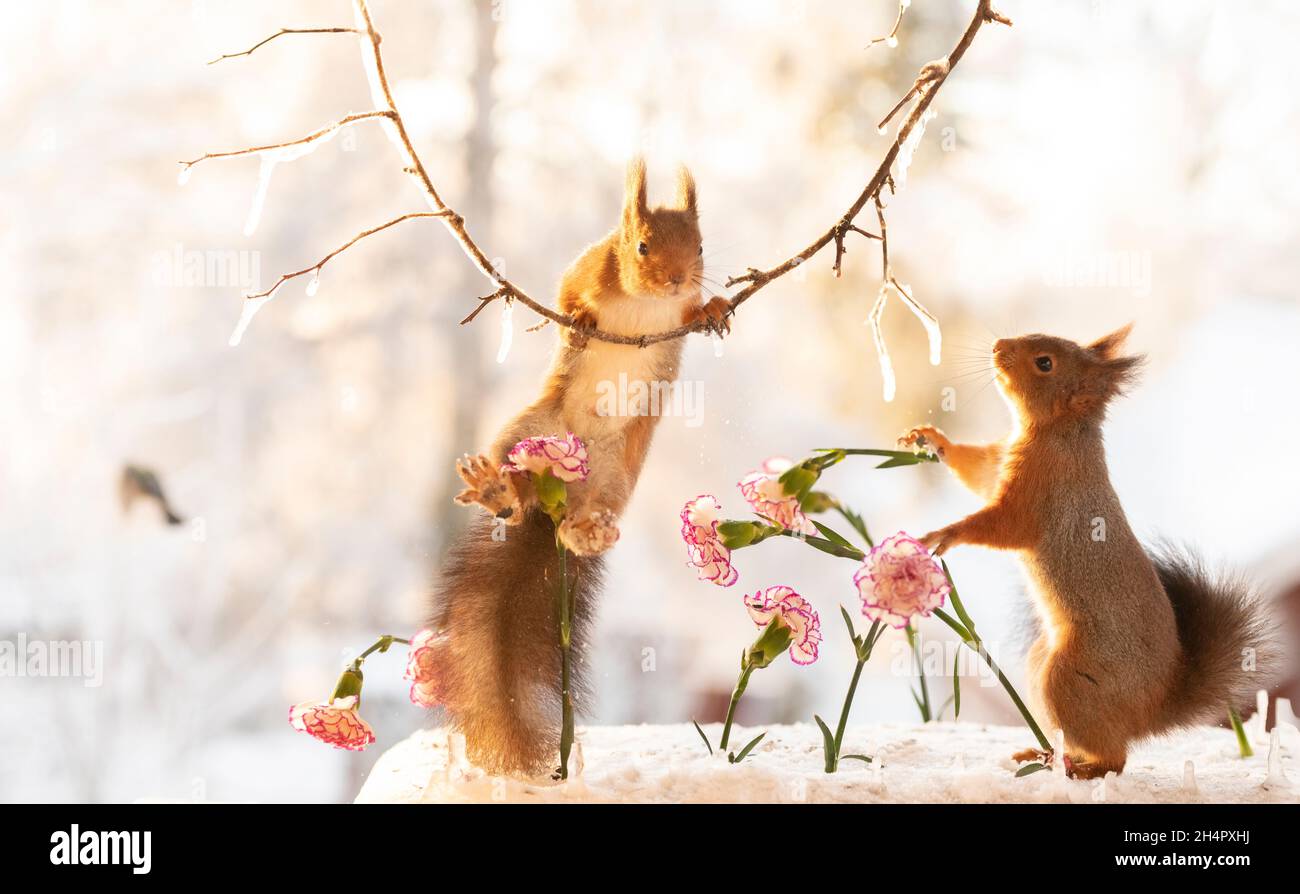 red squirrels are standing on ice with Dianthus flowers Stock Photo