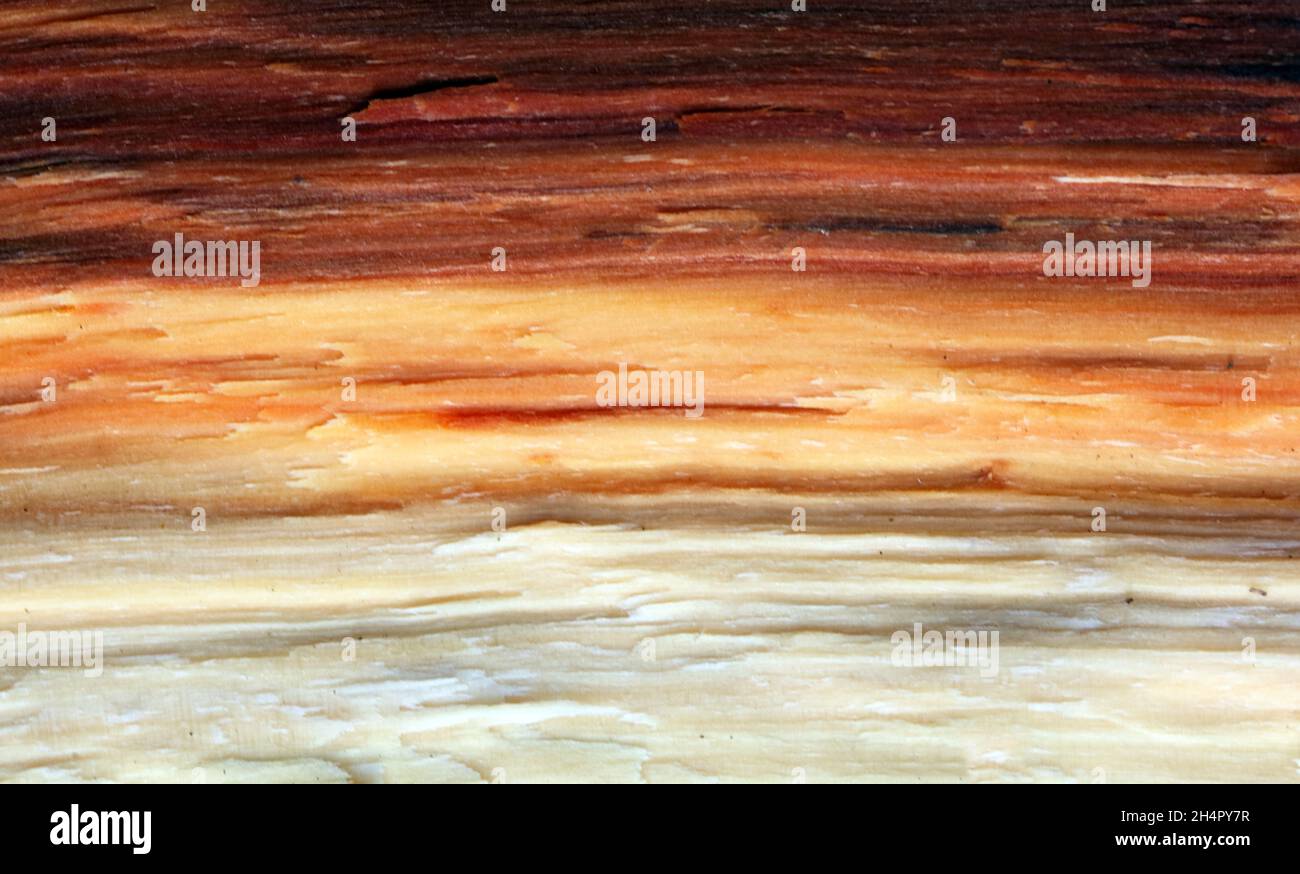 Wood texture. Super long walnut planks texture background.Texture element Stock Photo