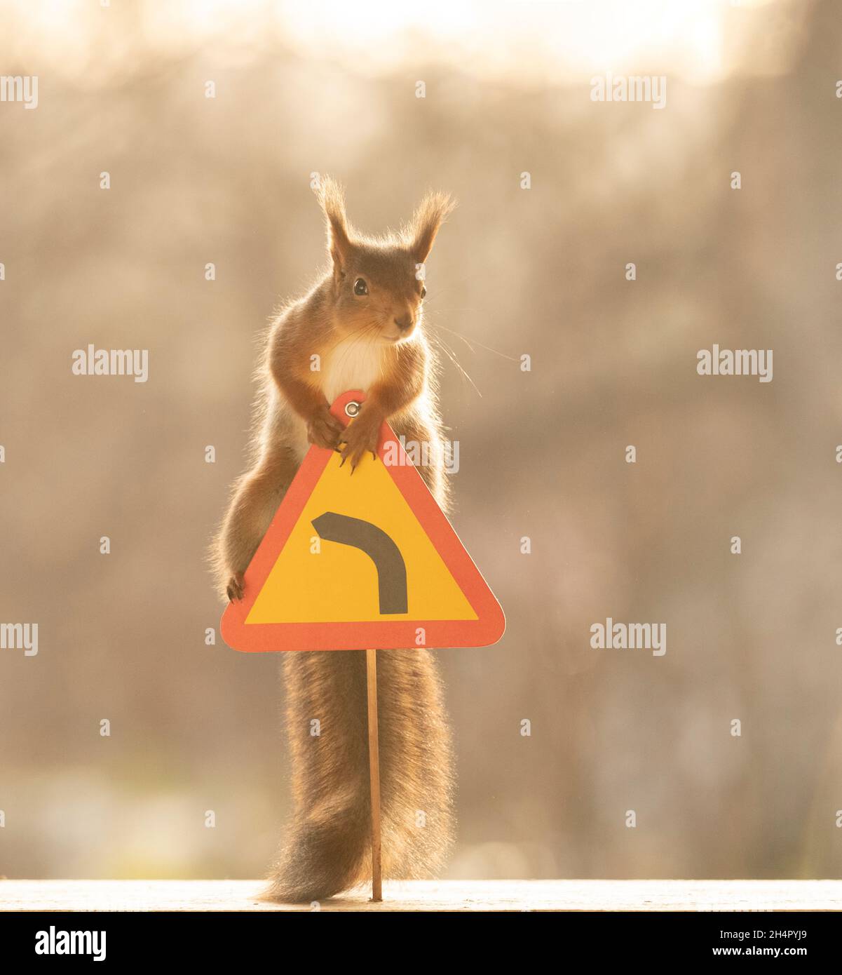 red squirrel is holding a oneway sign Stock Photo