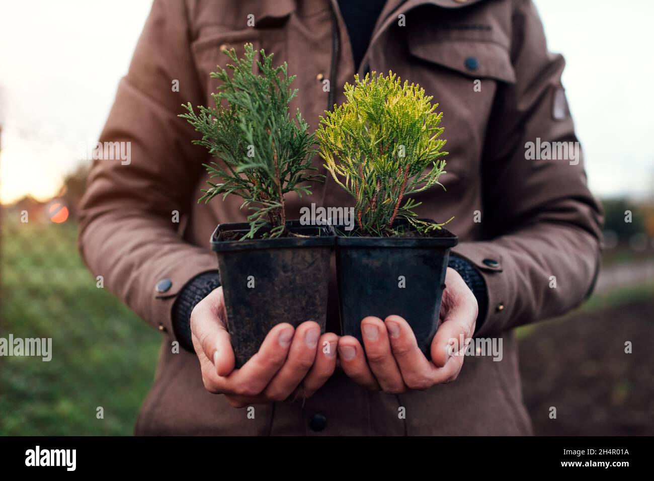 Gardener man holding two types of small arborvitae thujas in containers. Transplanting evergreen plants into soil in autumn. Smaragd and Golden Smarag Stock Photo