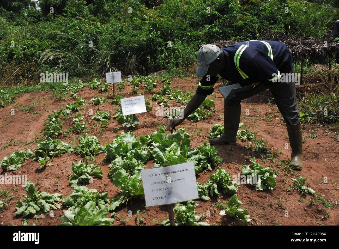 Accra, Ghana. 27th Oct, 2021. A worker checks a patch of farmland