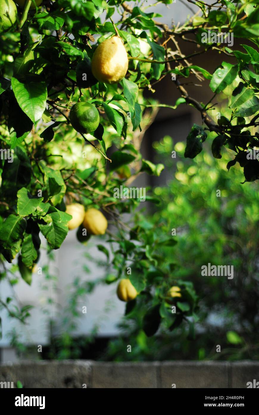 Lemon tree with fruits in a garden Stock Photo Alamy