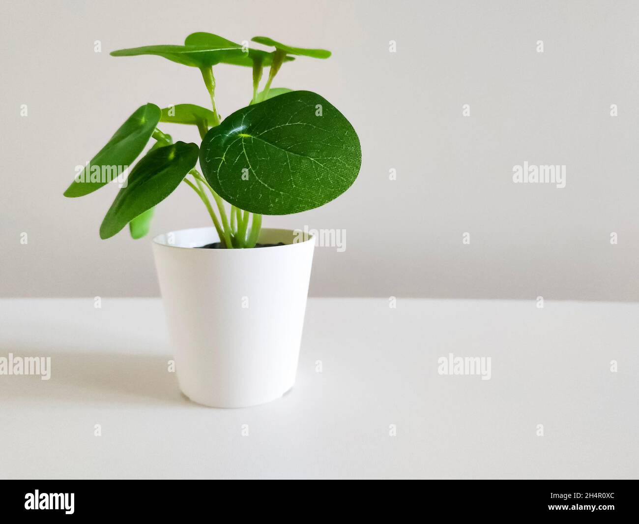 Small green plant in white pot isolated on white background Stock Photo ...