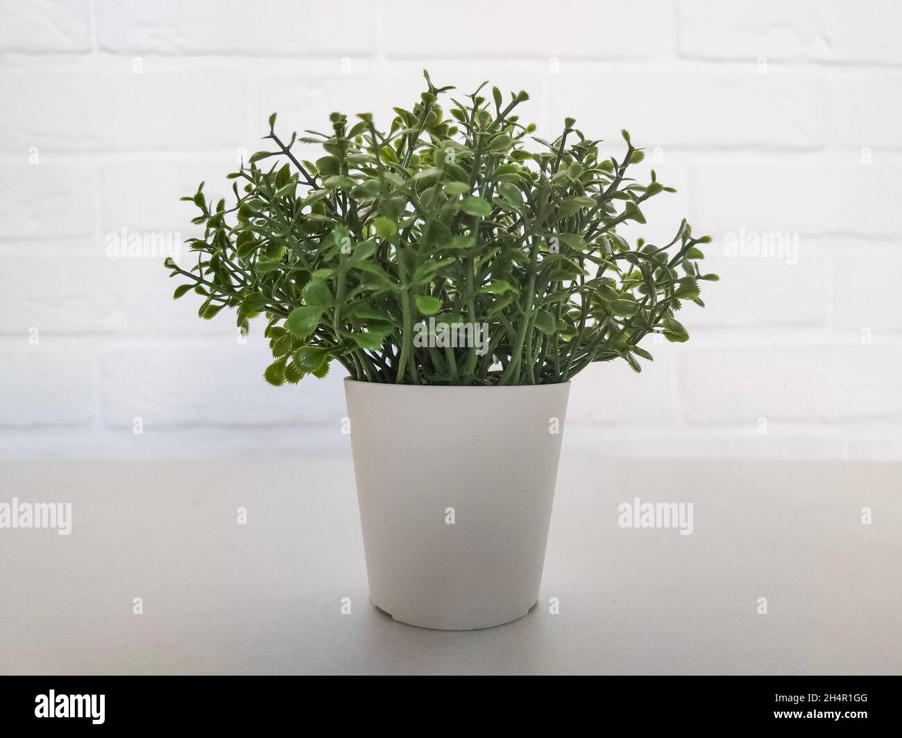 Small green plant in white pot isolated in white interior Stock Photo