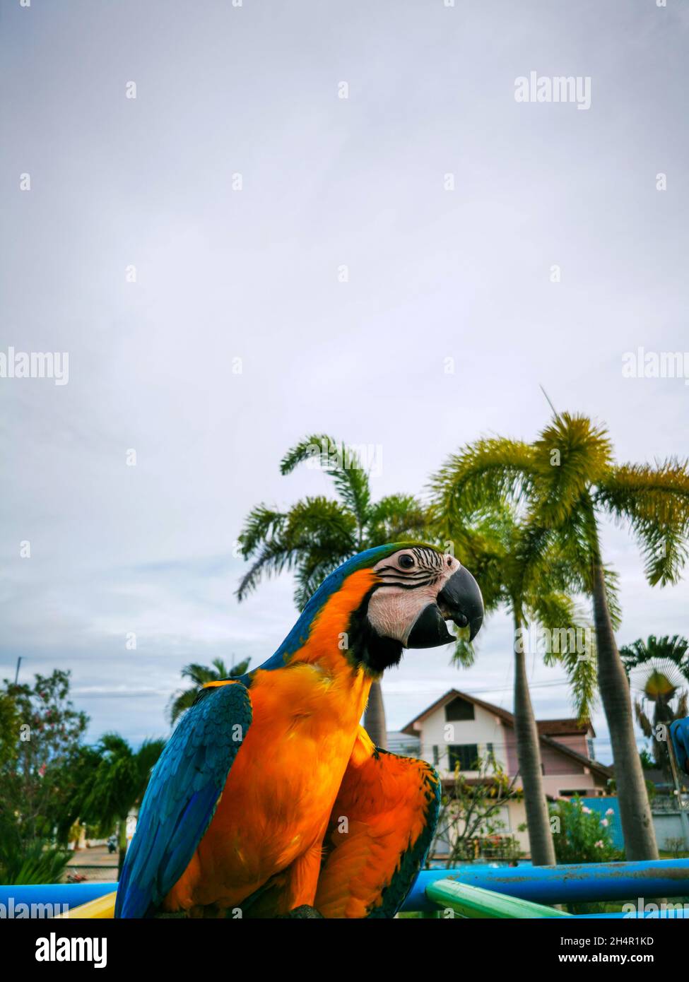 Visual Reference: Vertical Closeup Shot Of A Scarlet Macaw At The Playground