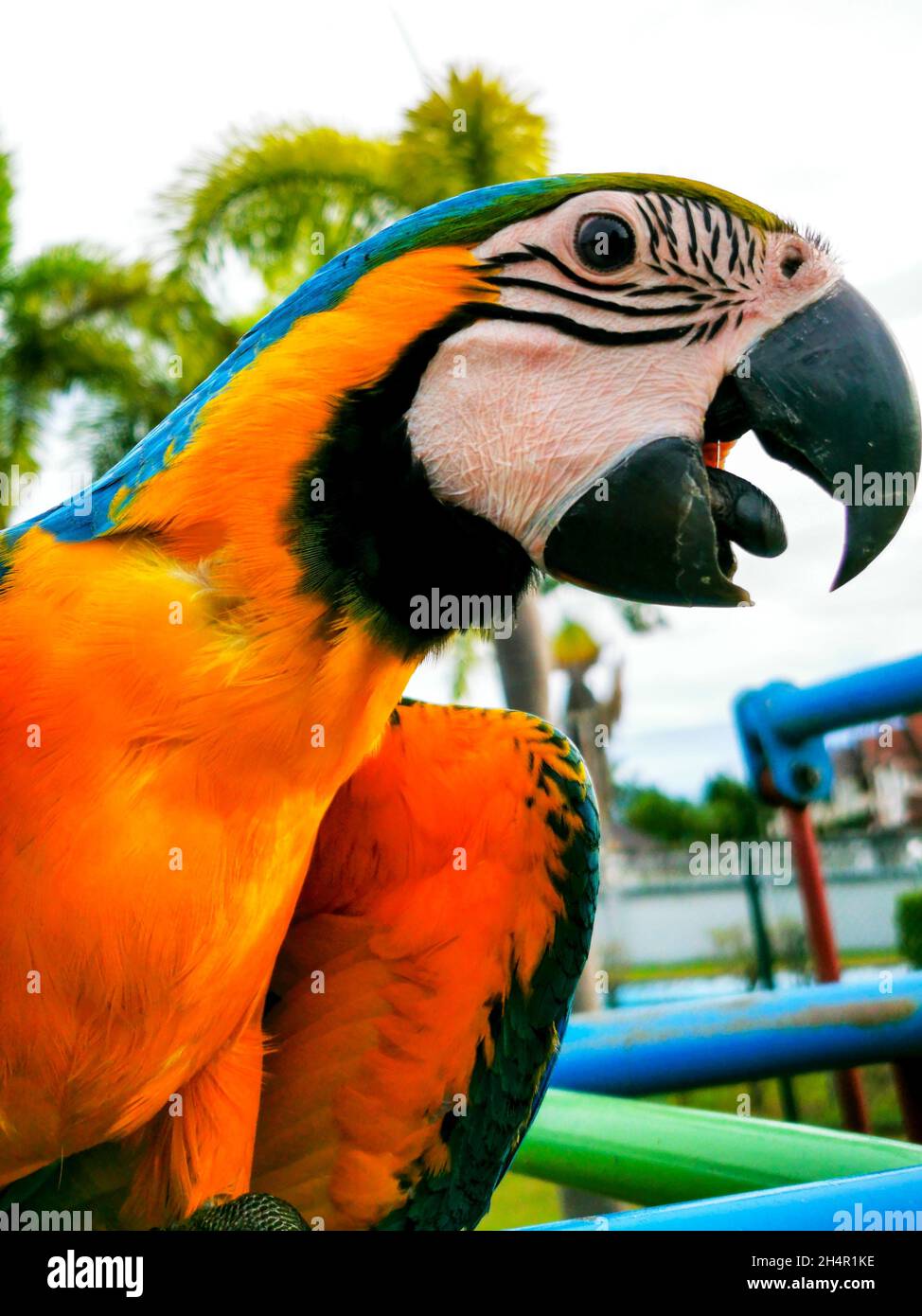 Gallery Detail: Vertical Macro Shot Of A Scarlet Macaw At A Playground
