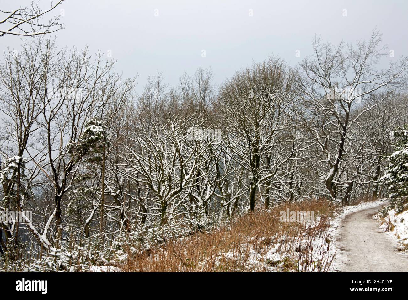 Sunlight illuminating woodland on a winter day near Chapel House Farm in the Macclesfield Forest Macclesfield Cheshire England Stock Photo