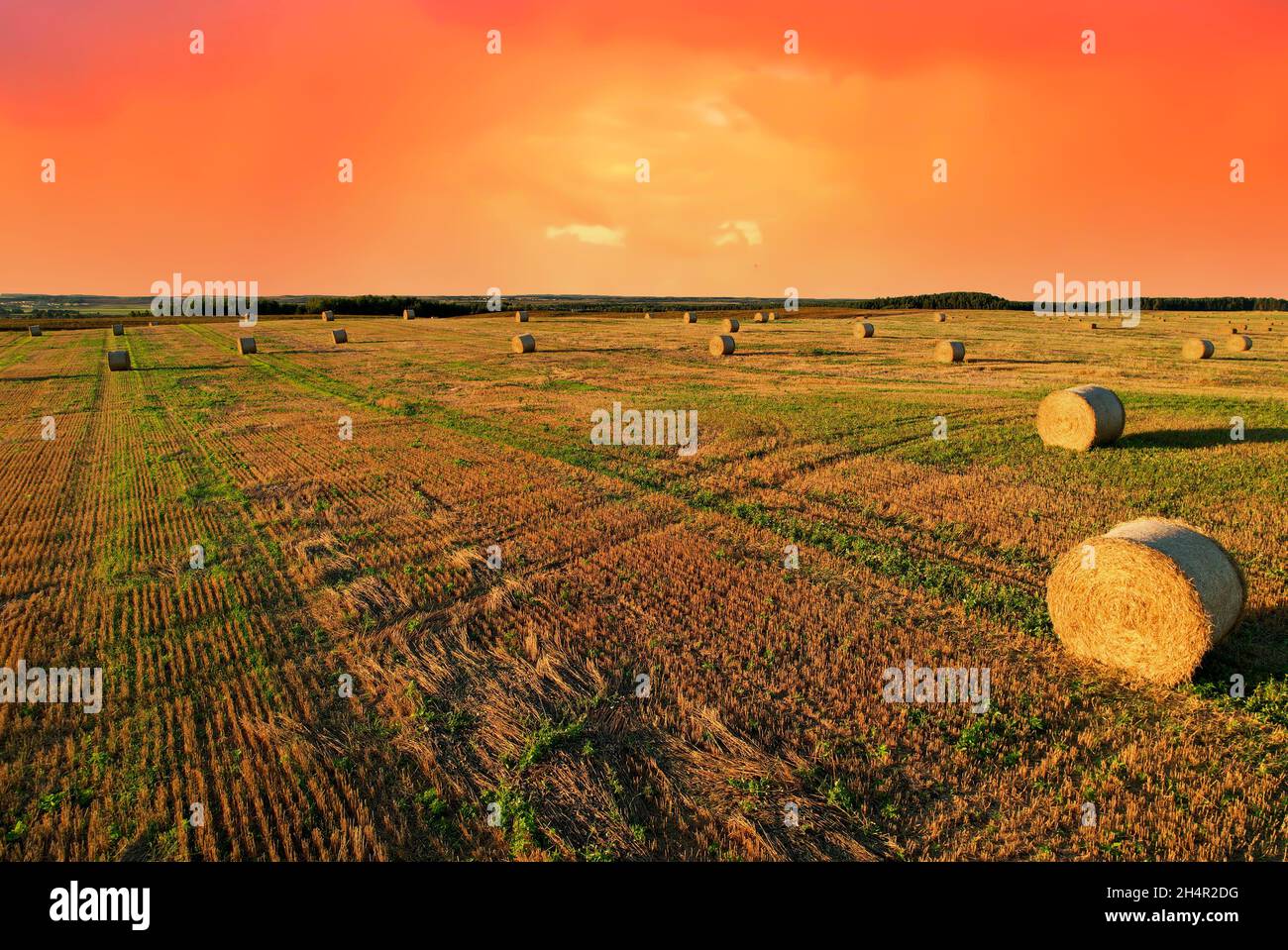 Haystack on field on blue sky background. Hay bale from residues grass. Hay stack for agriculture. Hay in rolls after combine harvester working in whe Stock Photo