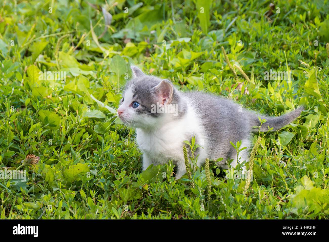Little cute fluffy gray kitten in green grass on a summer day. Portrait ...