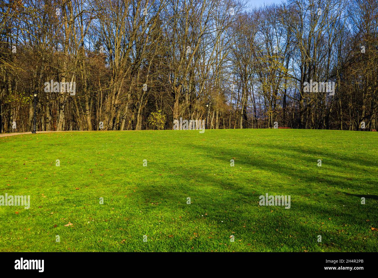 group of greenery trees on a smooth green grass lawn in good care maintenance garden of the park Stock Photo