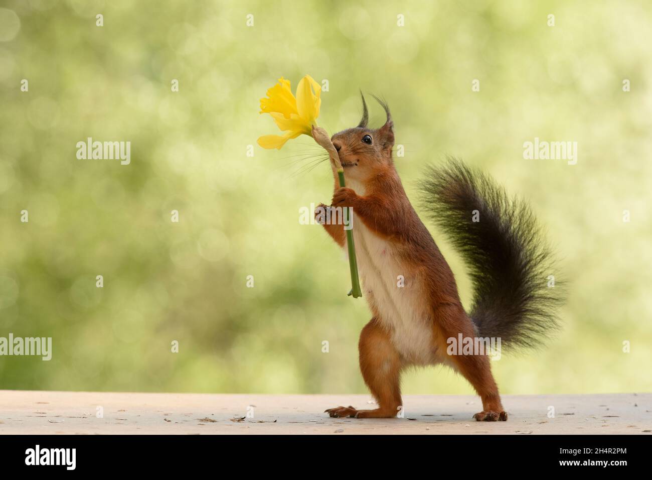 red squirrel is holding a narcissus flower Stock Photo Alamy