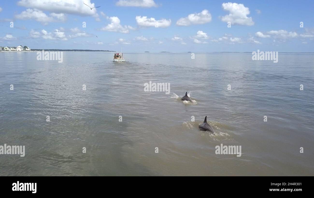 Two bottlenose dolphins follow a fishing boat off the coast of South Carolina. Stock Photo