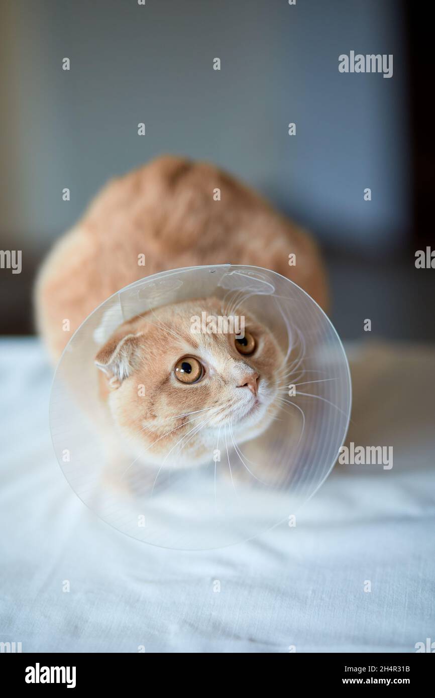 Cute beautiful cat with plastic cone collar after castration