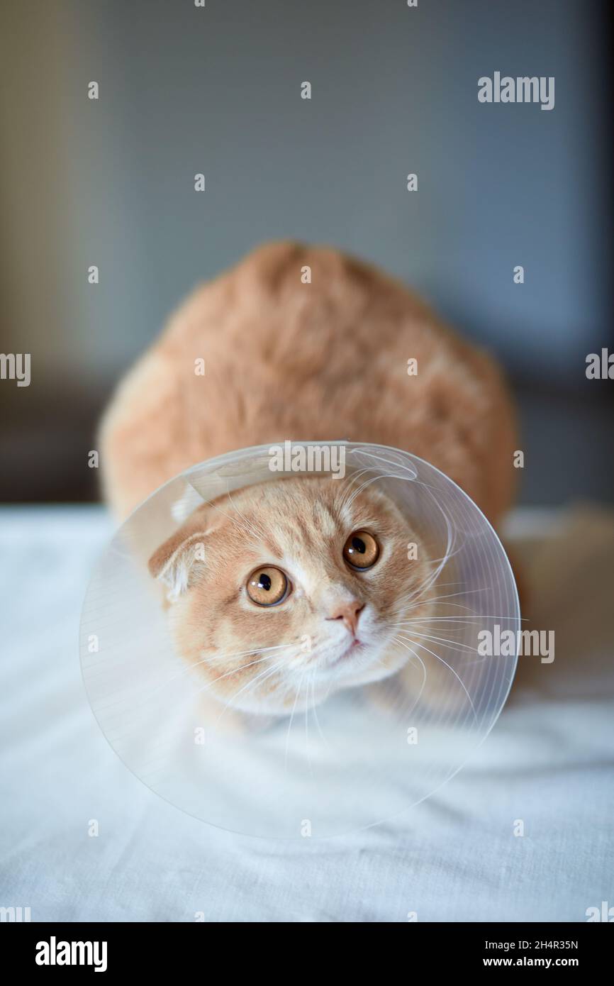 Cute beautiful cat with plastic cone collar after castration