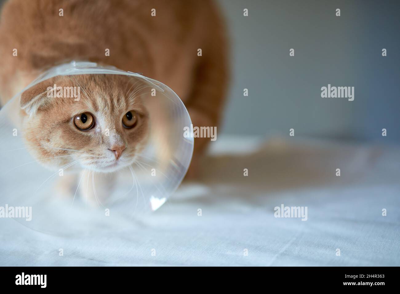 Cute beautiful cat with plastic cone collar after castration