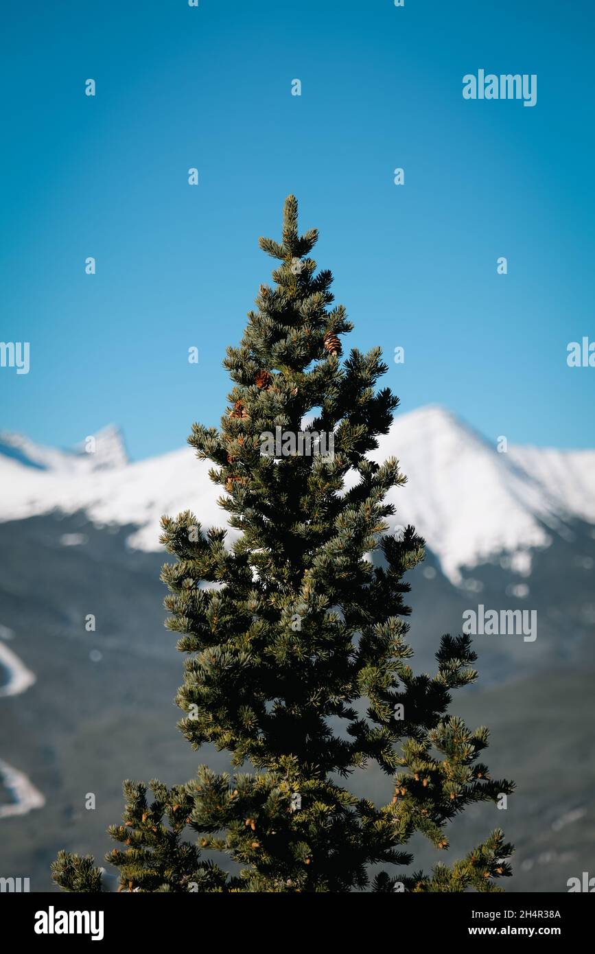Pine tree with snow covered mountains Stock Photo - Alamy