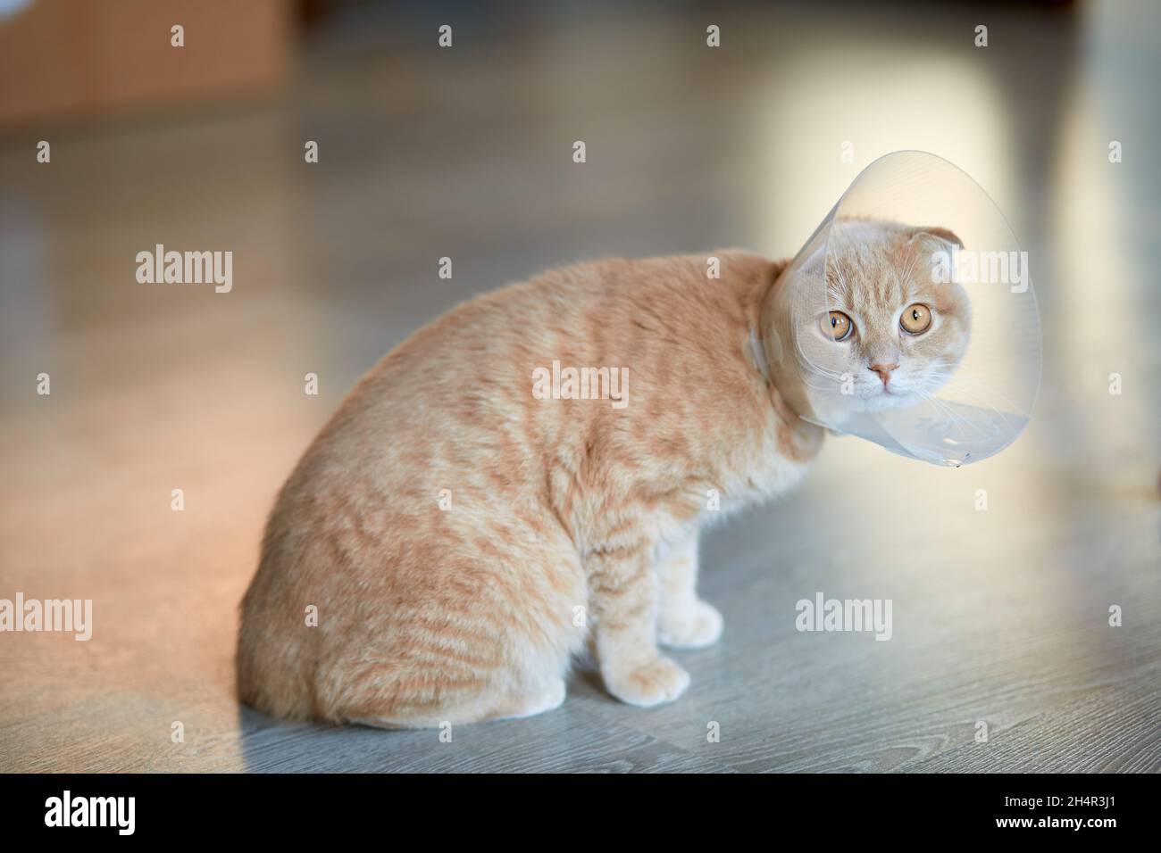 Cute beautiful cat with plastic cone collar after castration
