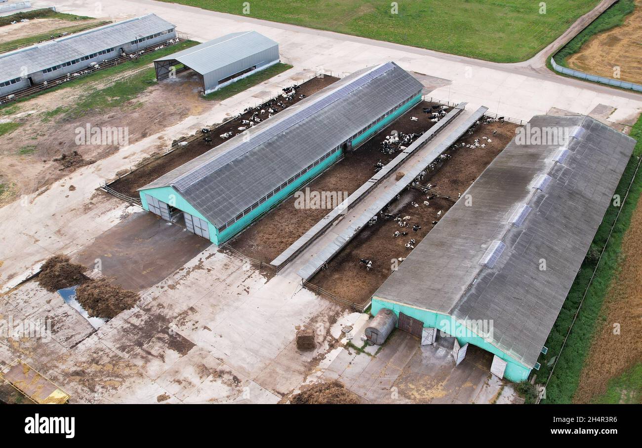 Farm with cows and pigs in the village. Production of milk and Animal husbandry concept. Cow