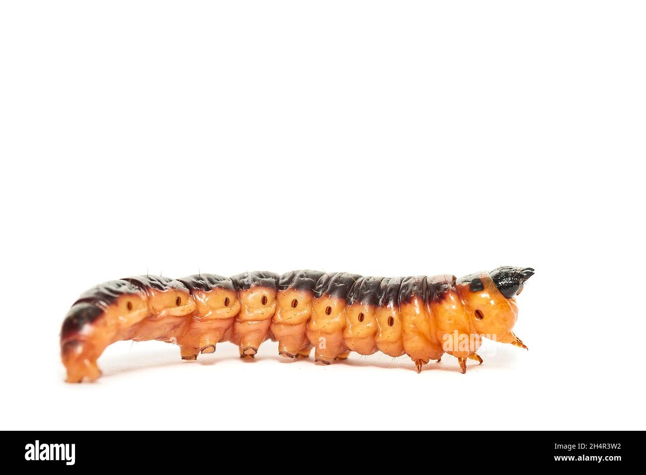 Macro low angle front view of large yellow-orange Goat moth caterpillar (Cossus cossus) isolated on white Stock Photo