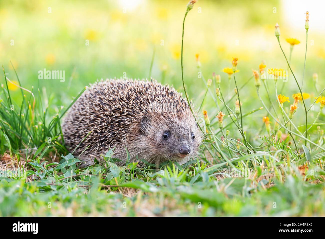 Hedgehog (Scientific name: Erinaceus Europaeus) close up of a wild, native, European hedgehog, facing right in natural garden habitat on green grass l Stock Photo