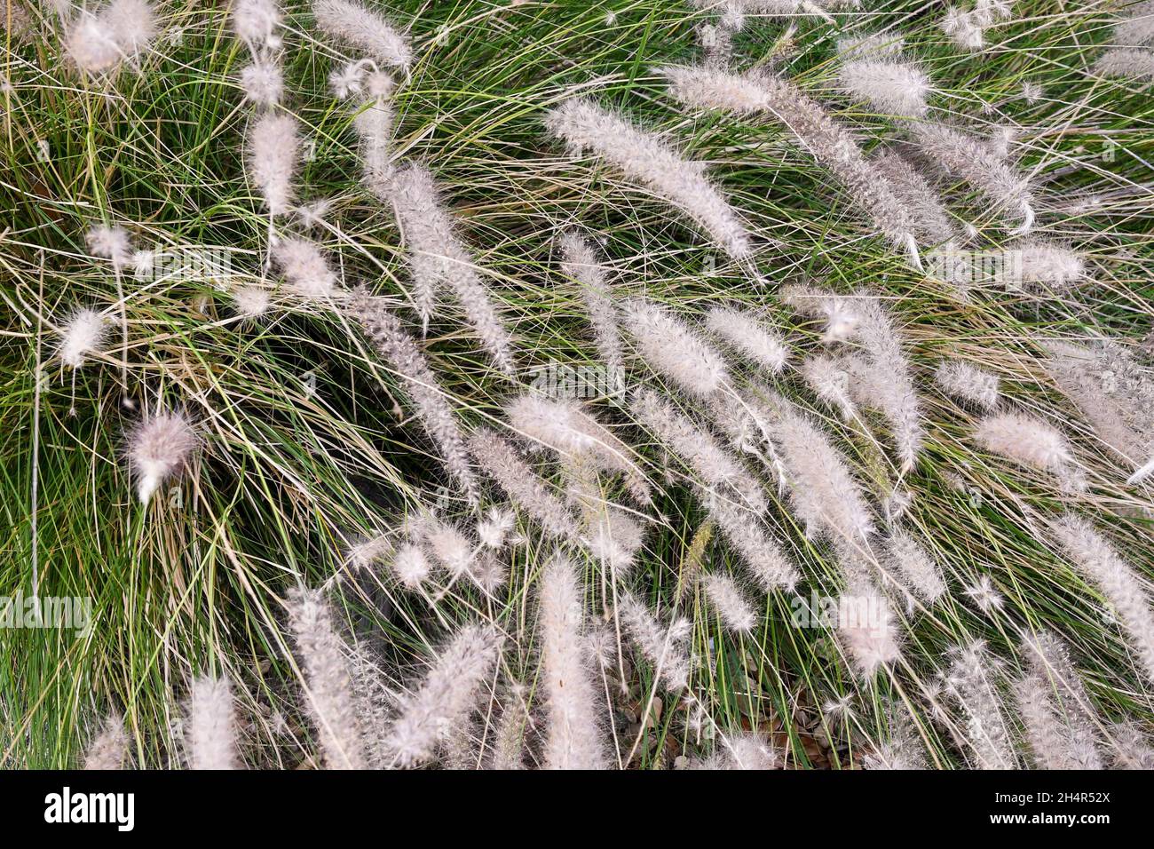 Close-up of a flowering plant of foxtail or fountain grass (Pennisetum alopecuroides), an ornamental grass, in summer, San Vincenzo, Tuscany, Italy Stock Photo
