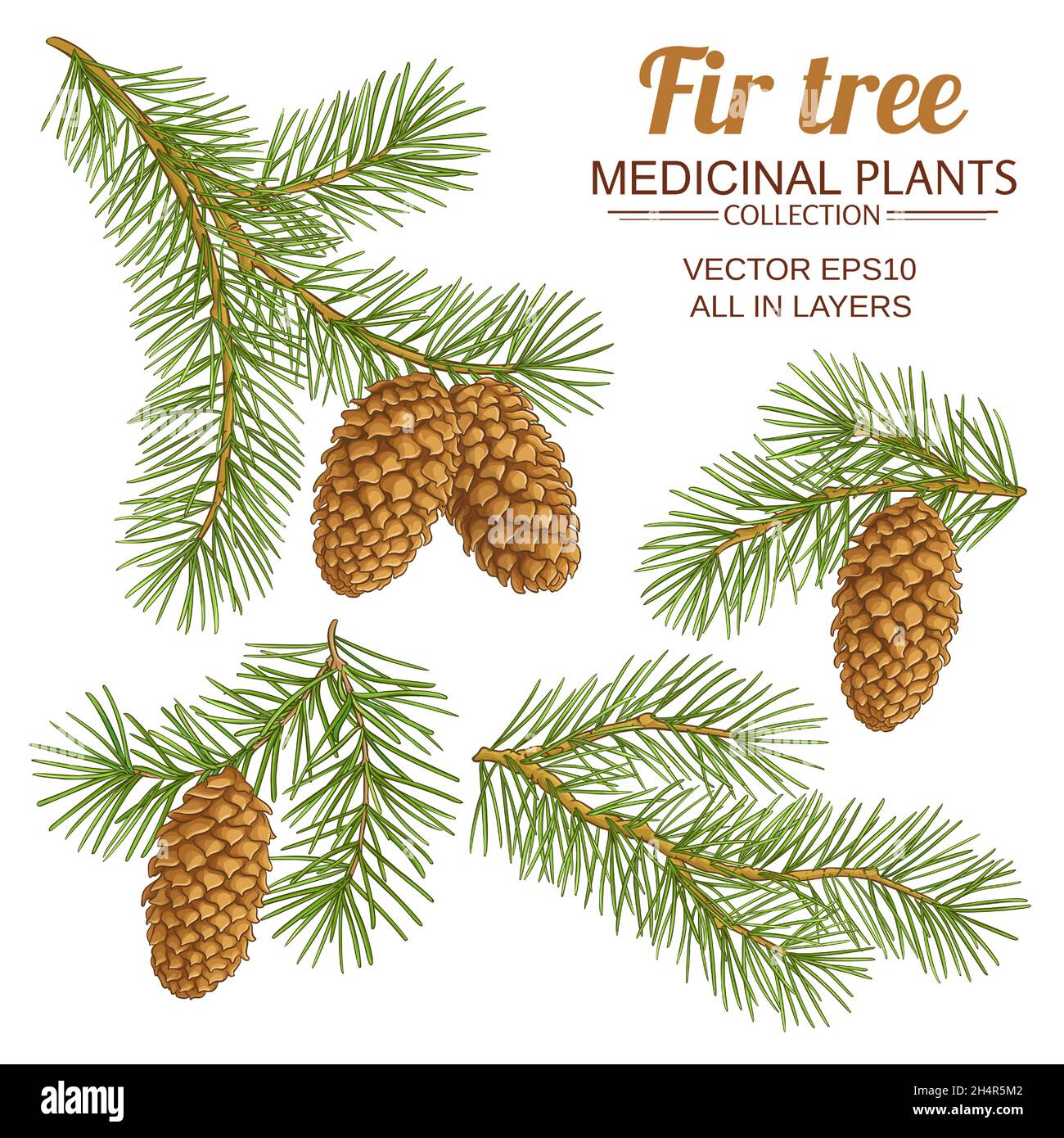 fir tree vector set on white background Stock Vector Image & Art - Alamy