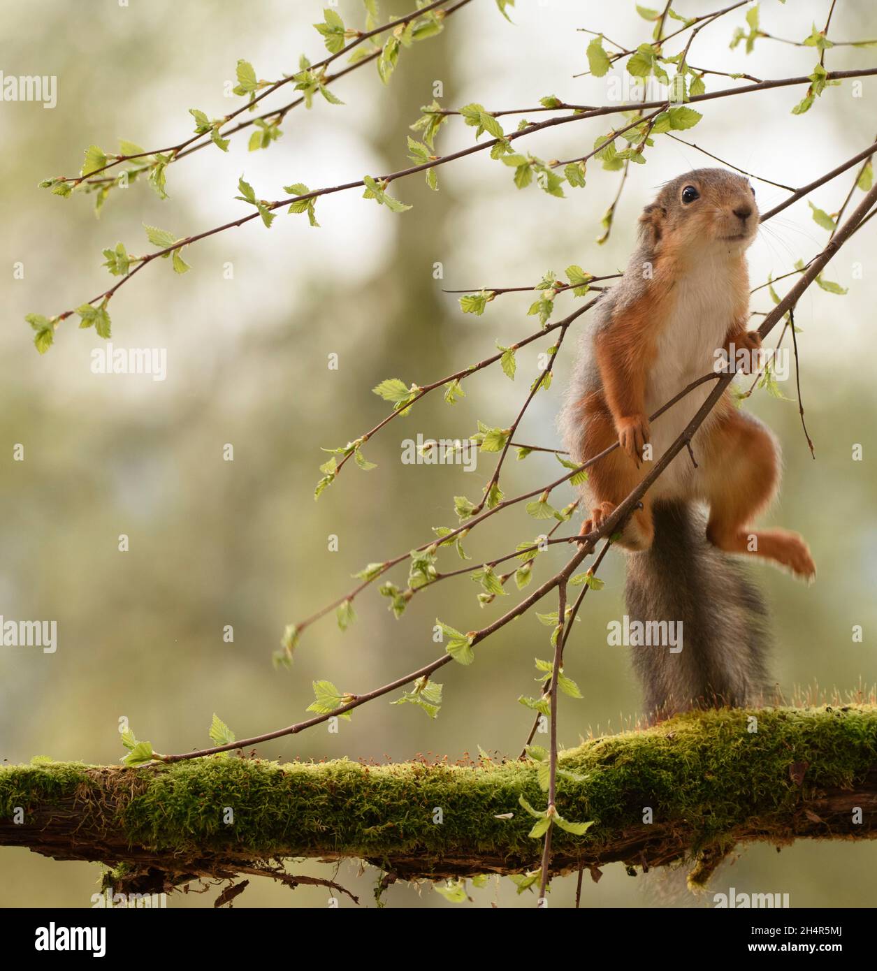 Red Squirrel Jumping From A Branch With Moss Stock Photo Alamy