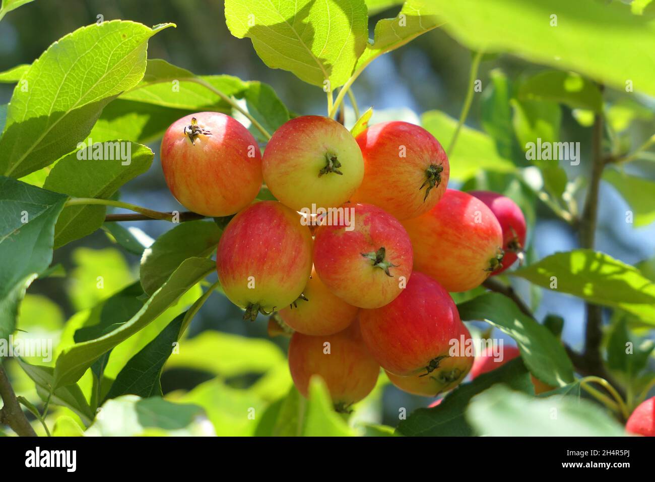 Crabapple tree full of apple fruits. Malus baccata, Dolgo variety. Stock Photo