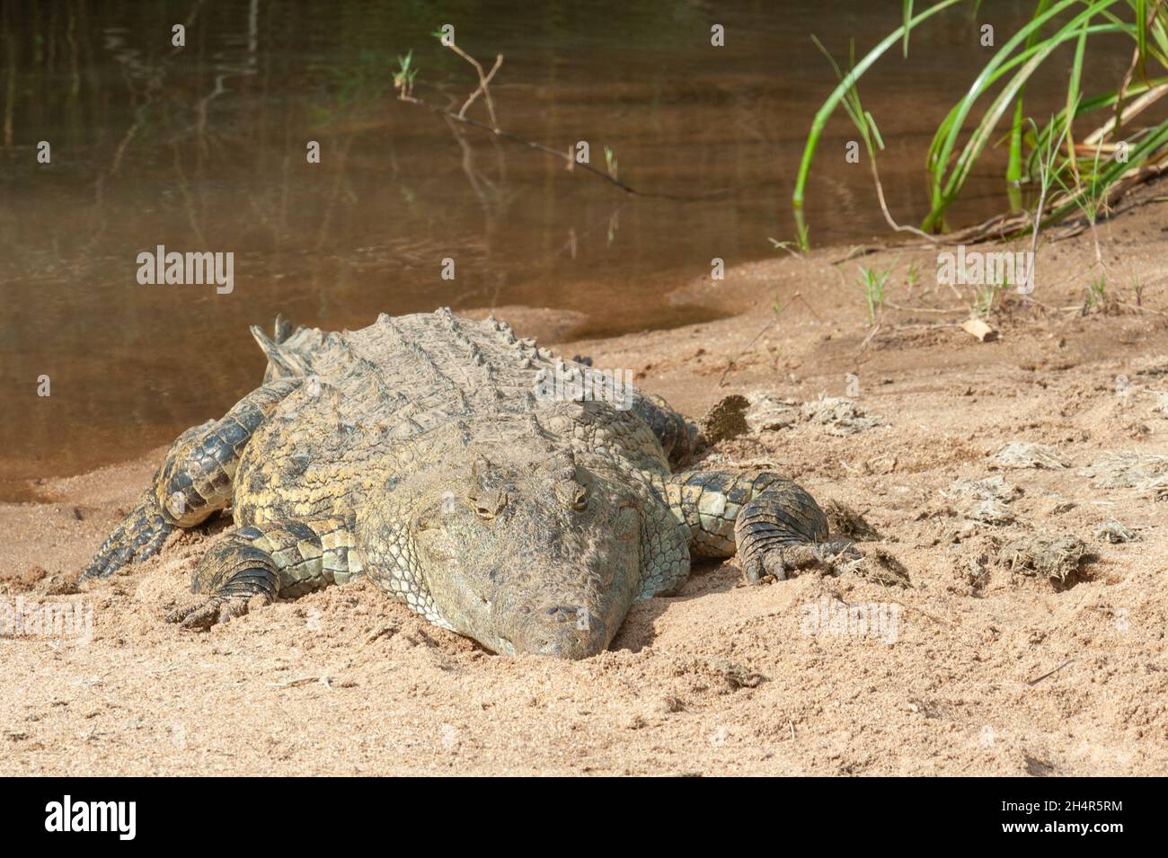 Un crocodile couché dans le sable Stock Photo