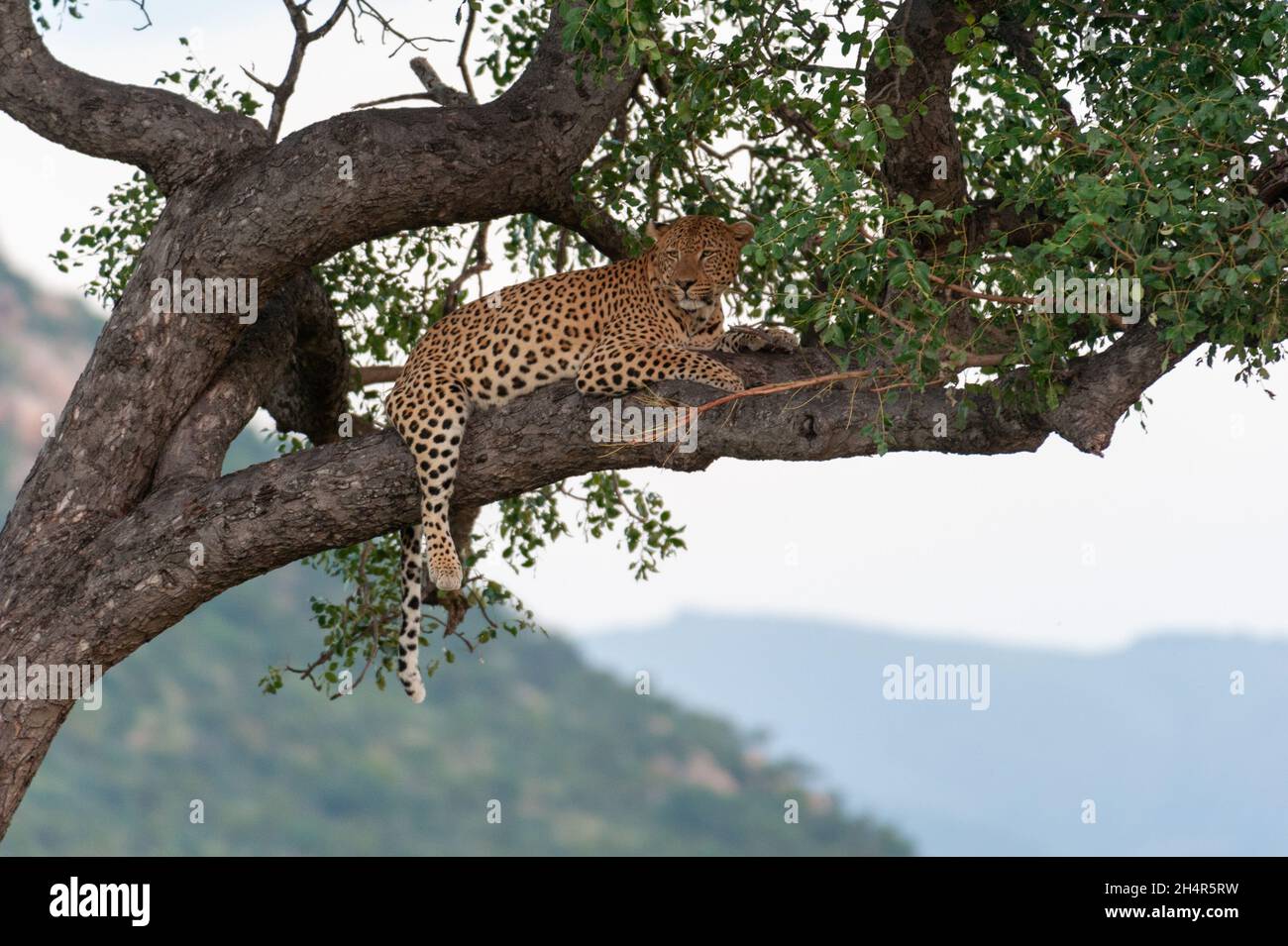 Un léopard sur une branche Stock Photo