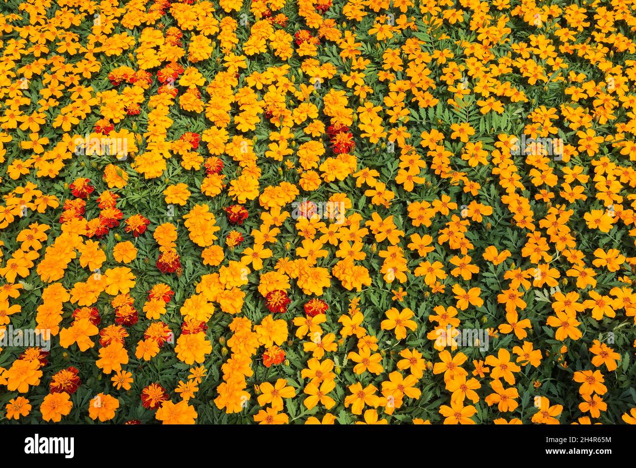 Tagetes 'Disco Orange' - Marigold flowers growing in containers inside a greenhouse. Stock Photo