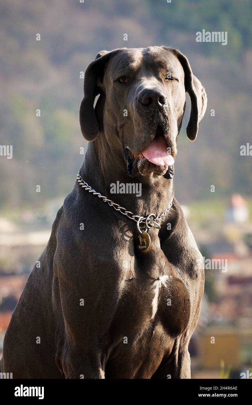 great dane dog, dog, pedigree, breed, animal, beautiful, nice, cute,  romania, canin, forest, mountains, hills, food, posing, danish, pet Stock  Photo - Alamy, image size:867x1390