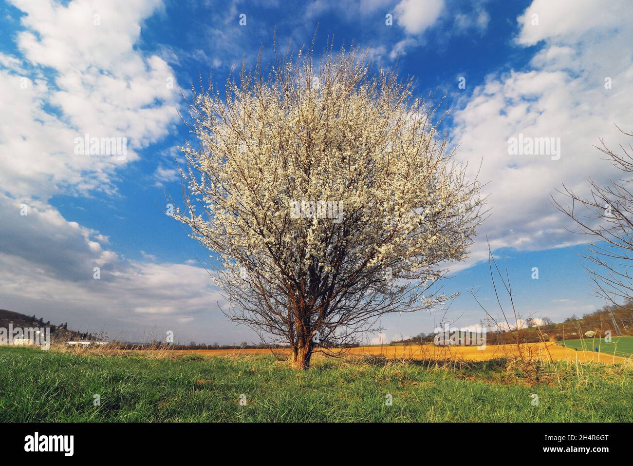 A solitary blooming tree in the field with blue sky and white clouds in ...