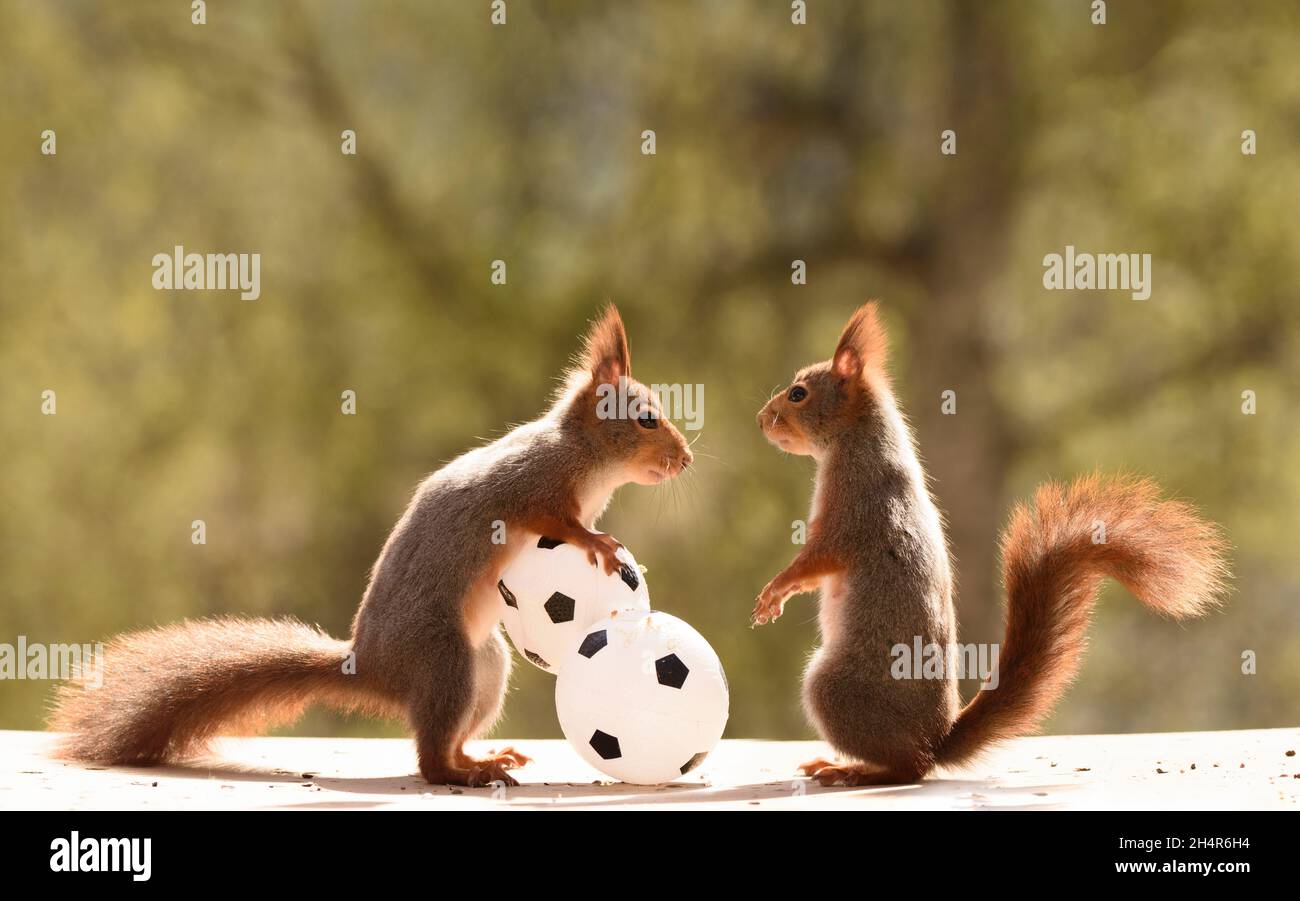red squirrels are catching a ball Stock Photo