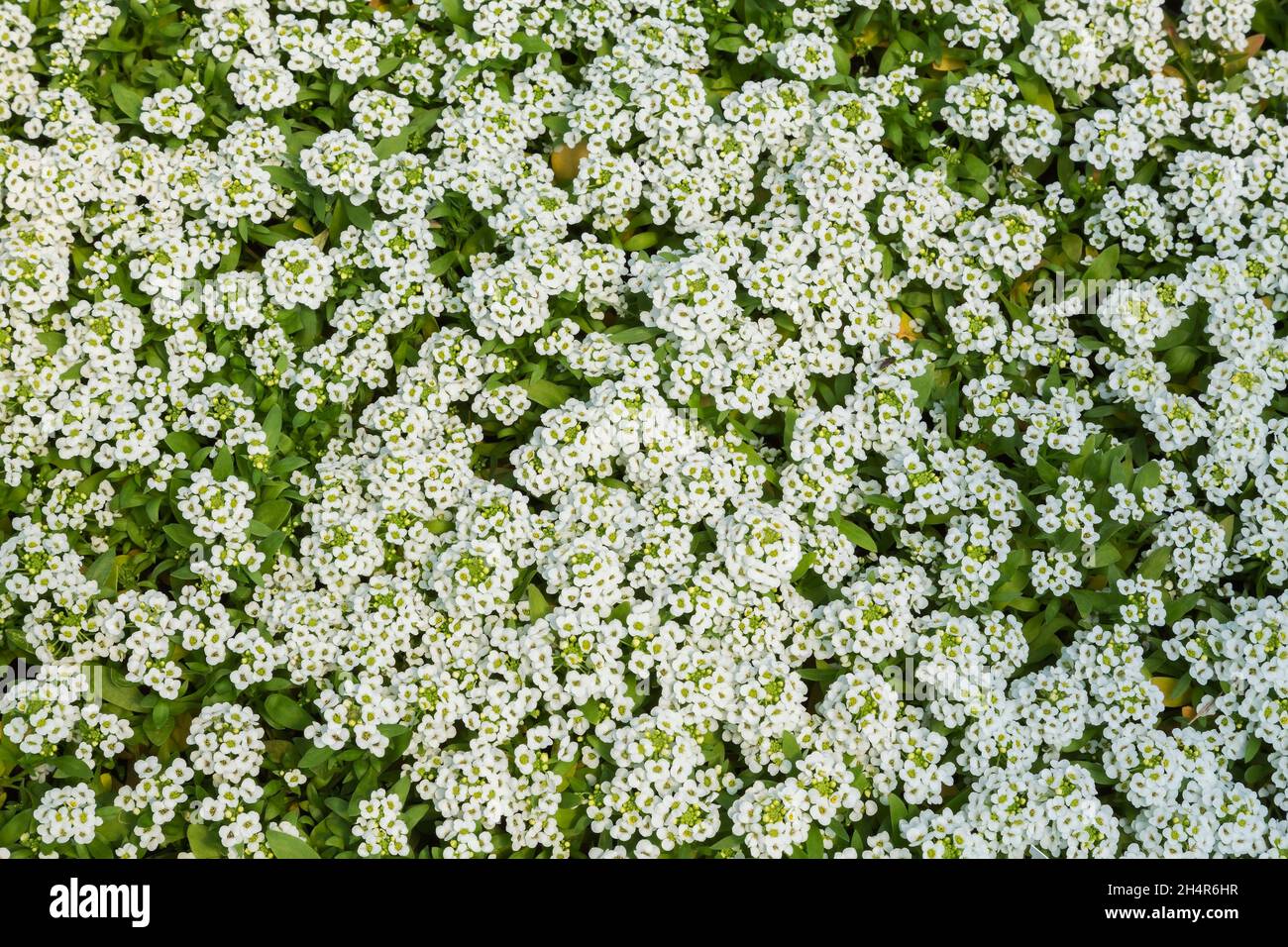 Top view of white Alyssum flowers growing in containers inside a