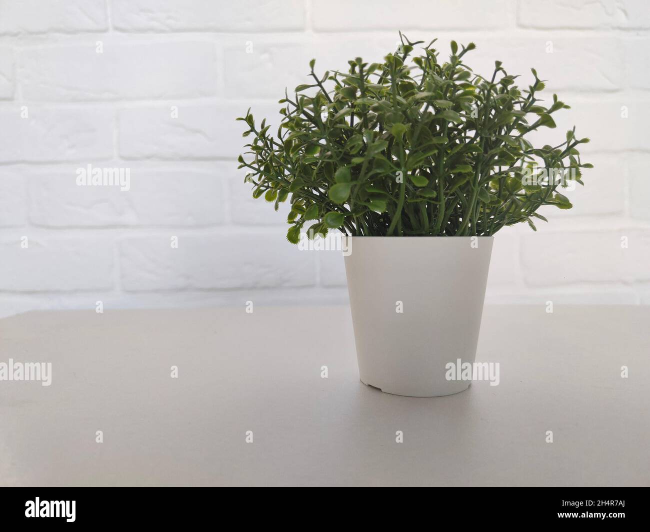 Small green plant in white pot in white interior Stock Photo Alamy