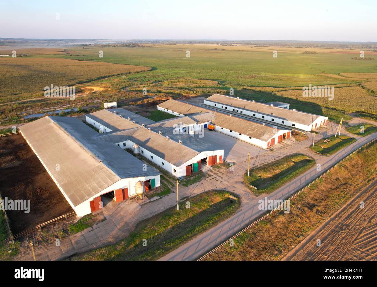 Farm with cows and pigs in the village, aerial view. Cowsheds near agriculture field. Production