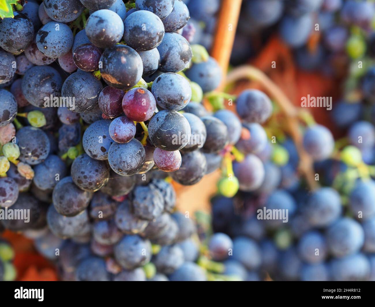 Bunch of grapes close up on blurred background Stock Photo