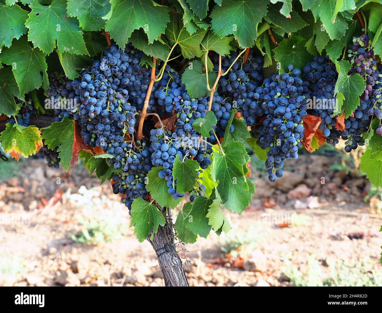 Beautiful Isabella grapes in an Israeli vineyard. Stock Photo
