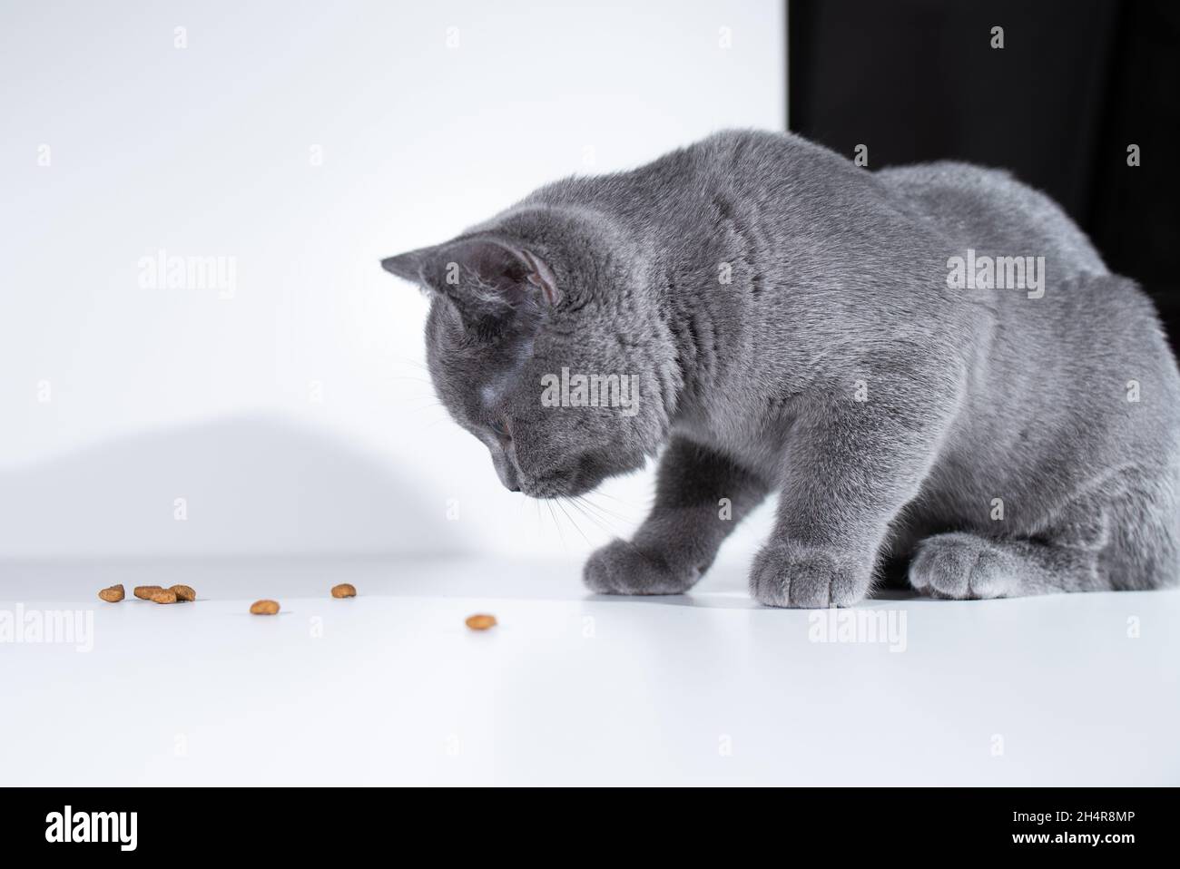 British shorthair cat eating dry food on black and white background Stock Photo Alamy