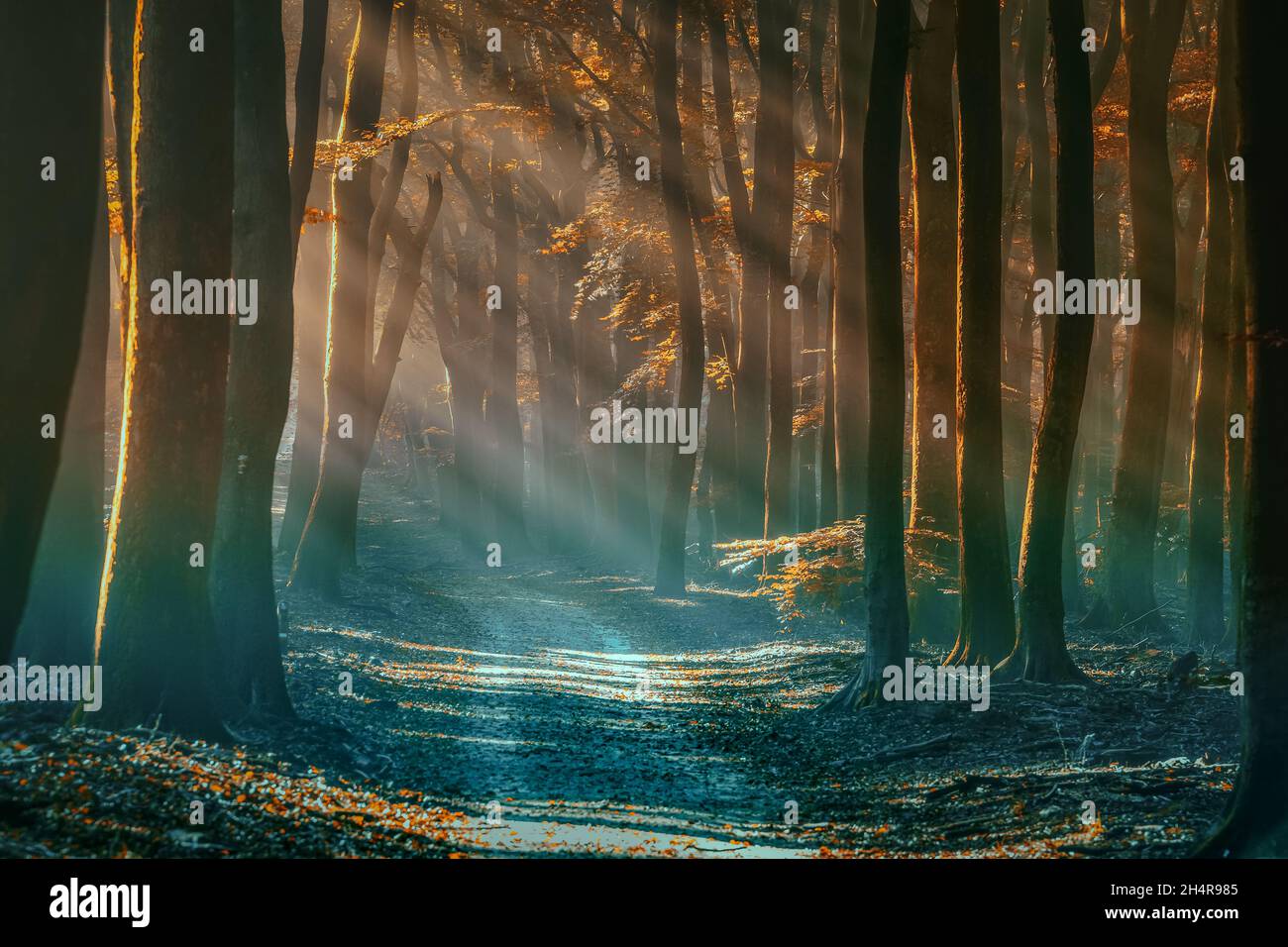 Dark mysterious forest background, old trees in woods at sunset with  unpaved forest road Stock Photo - Alamy, image size:1300x956