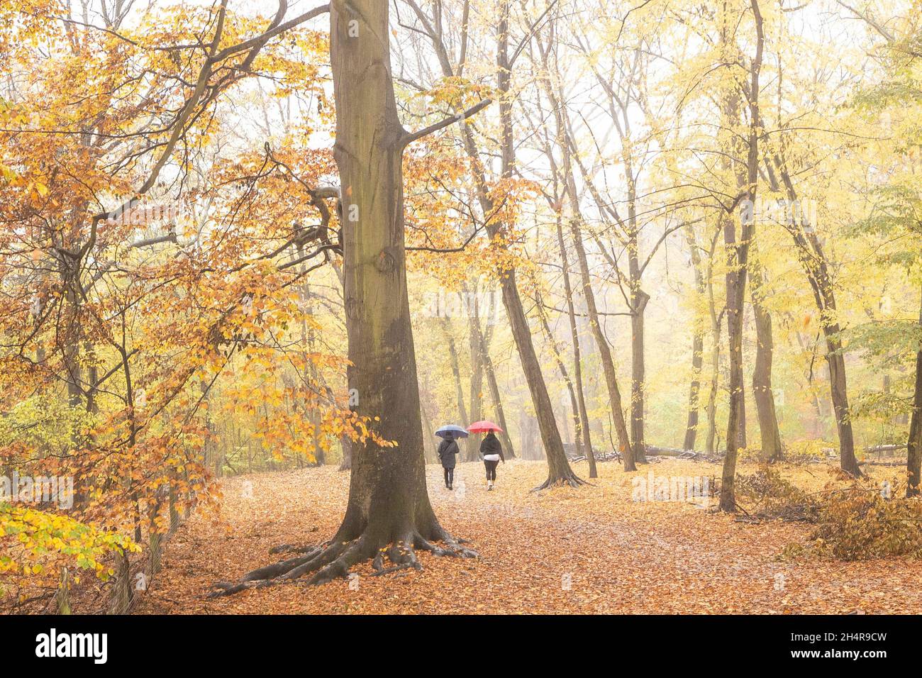 Berlin, Deutschland. 04th Nov, 2021. Two people with an umbrella walk